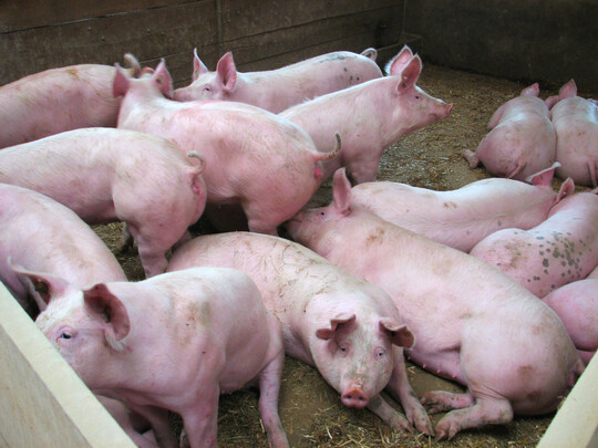 Die EU hat ihre Ausfuhren von Schweinefleisch gesteigert. In Drittlnder ging im ersten Vierteljahr mehr Ware  trotz der MKS-bedingten Lieferklemme in Deutschland. 