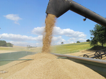 Die Ernte von Getreide und Raps steht an. Mit der Wintergerste beginnt der Drusch.