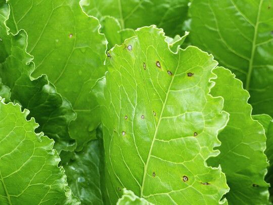Systemische Wirkstoffe wie z. B. Prothioconazol werden nur in lebendem Pflanzengewebe transportiert. In das abgestorbene Gewebe der Cercospora-Blattflecken (siehe Foto) kann der Wirkstoff daher nicht von der Pflanze hinein transportiert werden. Deshalb sollte eine Behandlung mglichst frhzeitig erfolgen.