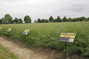 Die Rapool-Rapszchtung wird mit einem umfangreichen Feldversuchswesen untermauert, in dem die Sorten beispielsweise mit unterschiedlichen Beizen konfrontiert werden. Hier die Sorte Famulus mit Rlm7-Phoma-Resistenz, Doppel-Virus-Resistenz und einer hohen Widerstandsfhigkeit gegenber Cylindrosporium.