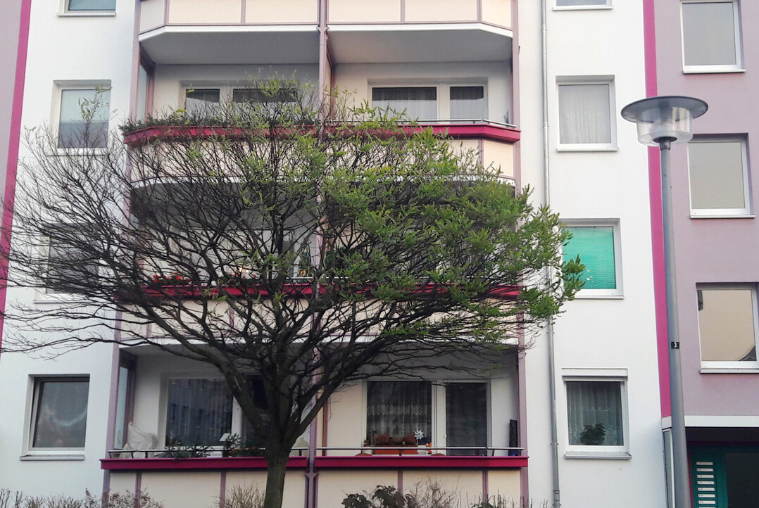 Ein Baum (Robinie) in Berlin Friedrichshagen verliert aufgrund der Beleuchtung durch eine Straenlaterne nur einseitig seine Bltter im Herbst/Winter. Die beleuchtete Seite bleibt grn.
