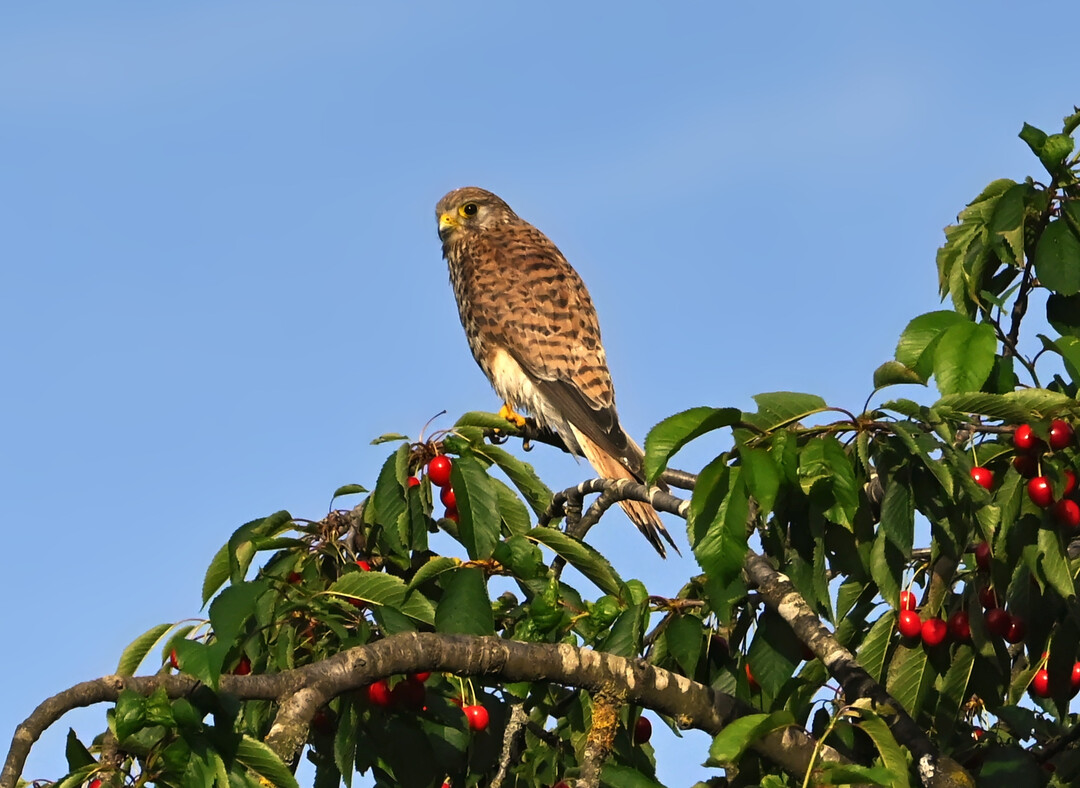 Turmfalke auf einem Kirschbaum