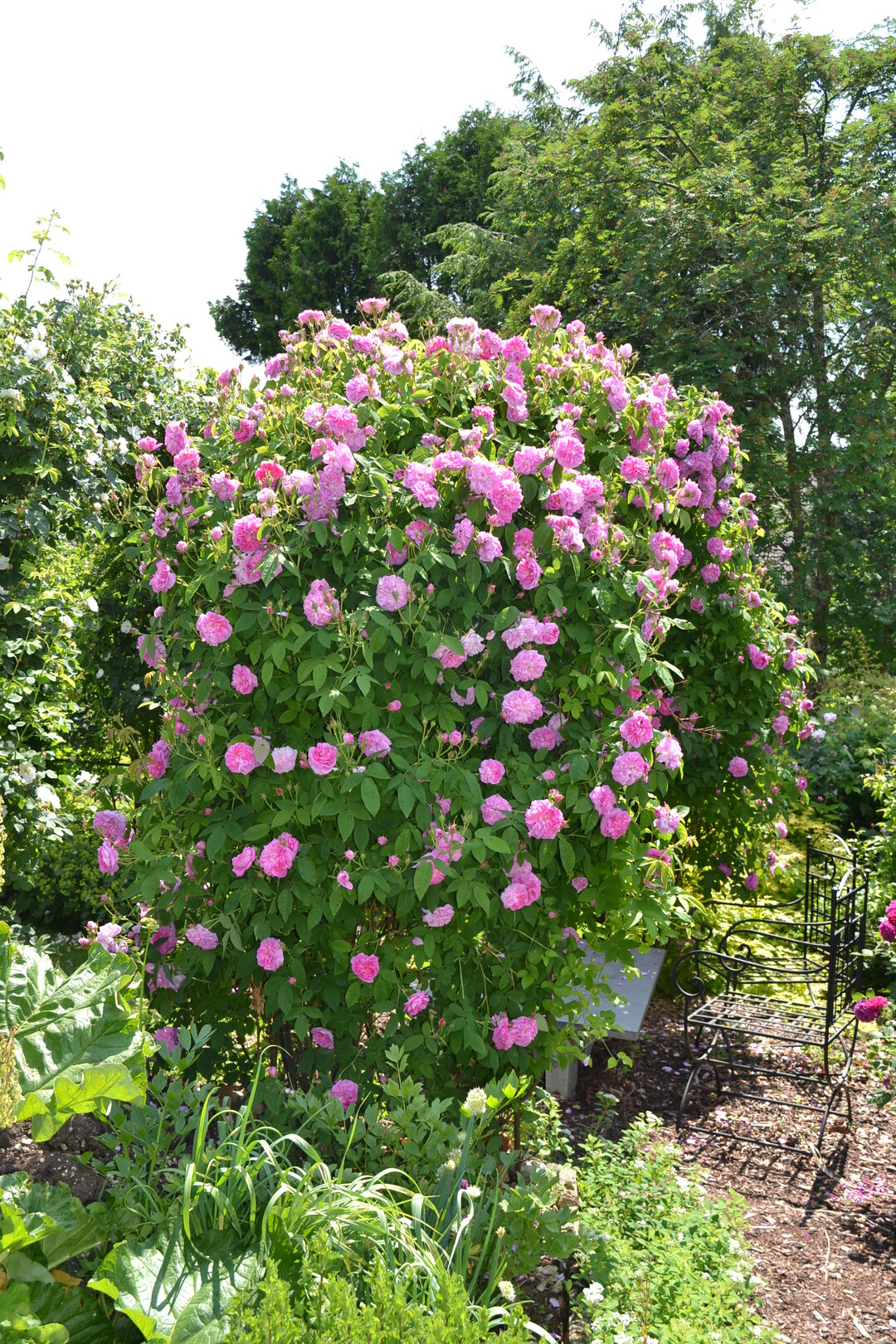 Gartenfahrt 19.6.2015 Garten Elsbeth Mayer Bad Urach-Wittlingen