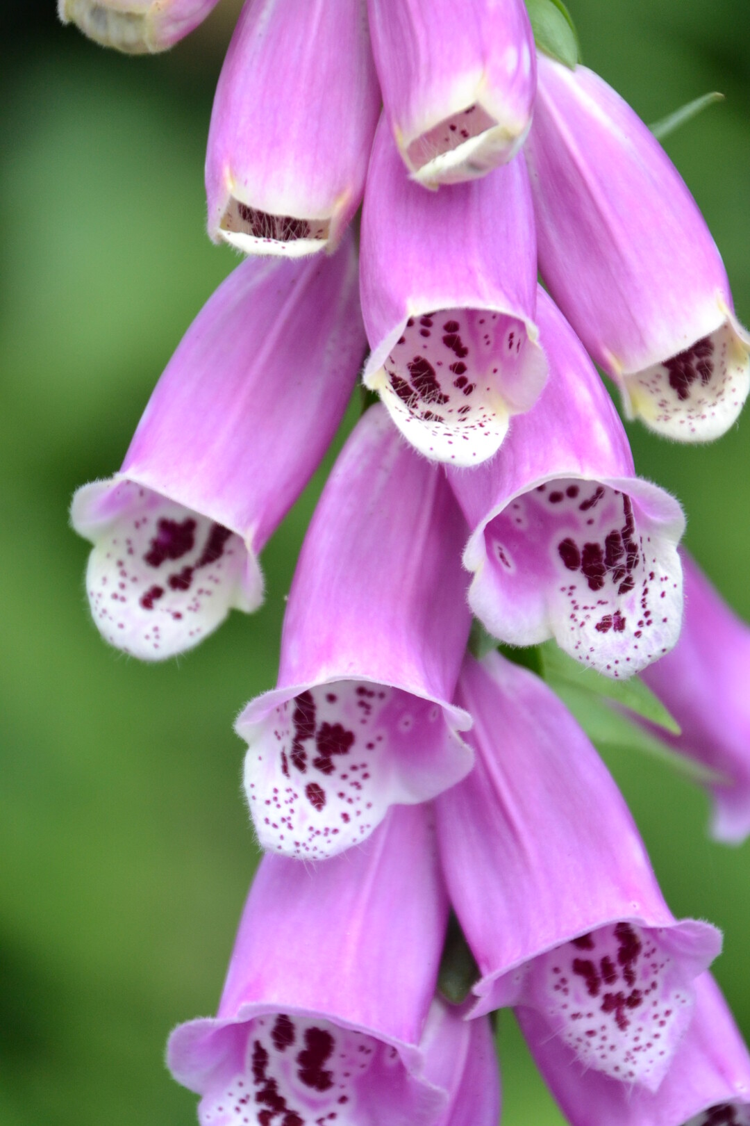 Gartenfahrt 19.6.2015 Garten Marianne Gekeler Rmerstein-Bhringen