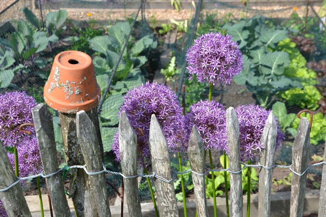 Gartenfahrt 19.6.2015 Garten Marianne Gekeler Rmerstein-Bhringen