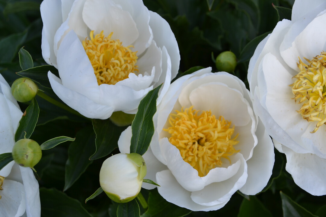 Gartenfahrt 19.6.2015 Garten Marianne Gekeler Rmerstein-Bhringen