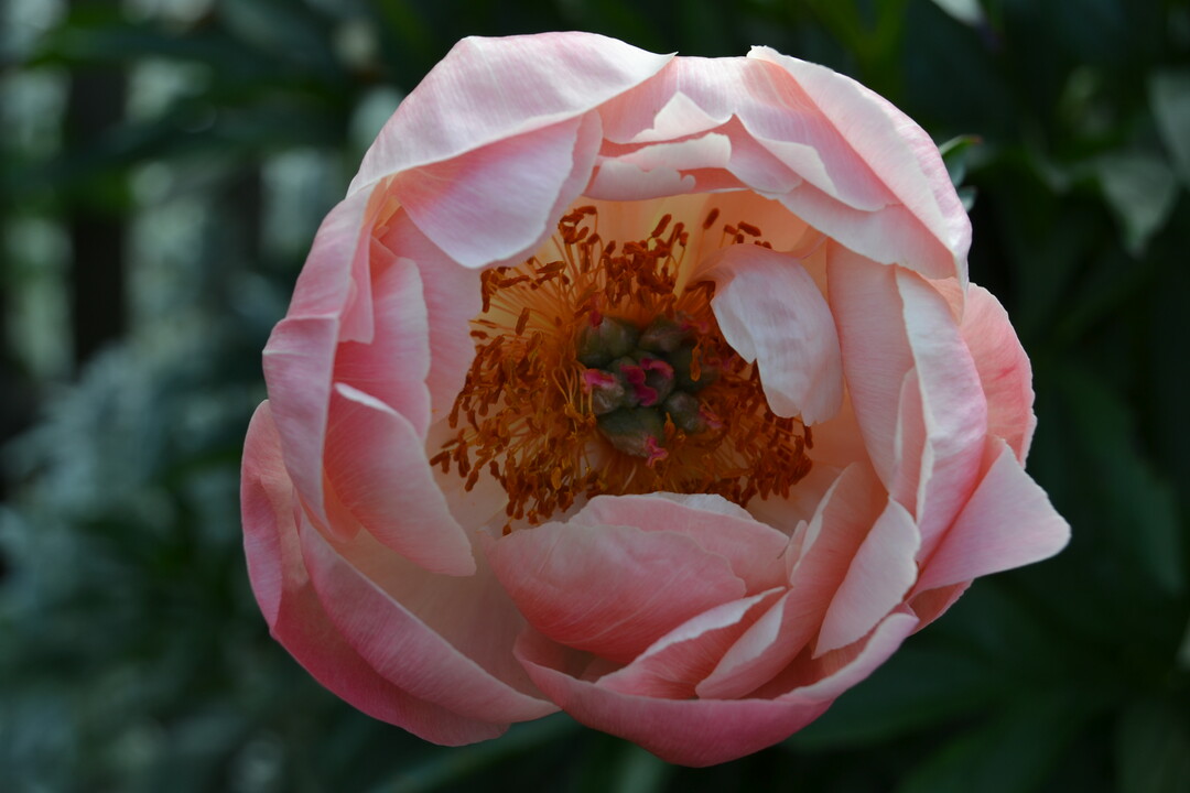 Gartenfahrt 19.6.2015 Garten Marianne Gekeler Rmerstein-Bhringen