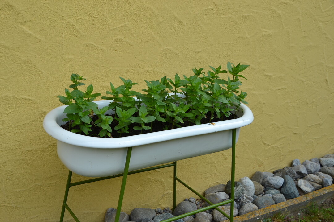 Gartenfahrt 19.6.2015 Garten Daiber Alleshausen