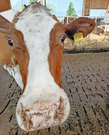 1 Sicher und bequem durch den Laufstall: Milchkhe profitieren von einem weichen Untergrund. Auf Gummimatten fllt es den Tieren leichter, sich zu bewegen und sie zeigen ein intensiveres Rauscheverhalten.