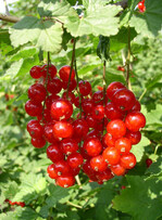Beeren – oft Stein des Anstoßes bei Rückständen.