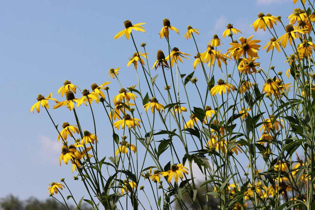Rudbeckien oder Sonnenhte stammen aus Nordamerika und gelten als dankbare Sommer- und Herbstblher. 