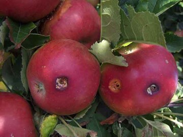 Mehrfachbefall durch Apfelwickler: Die Bohrlcher sind deutlich zu erkennen. 