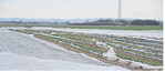Viele Erdbeerbauern trifft es hart. Zuerst zerriss der Wind die Bedeckung, danach schädigte der Frost die Blüten früh blühender Erdbeersorten.