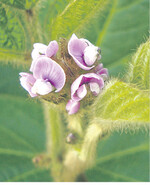 Soja kann je nach Sorte empfindlich auf chemischen Pflanzenschutz reagieren.