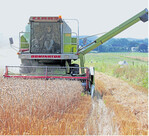 Die Weizenproduktion in der EU soll insgesamt von 148 Mio. t auf knapp 139 Mio. t sinken. Foto: Borlinghaus