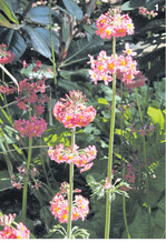 An leicht beschatteten Stellen strecken sich die hohen Stängel der Etagenprimeln mit ihren Blütenquirlen in die Höhe.