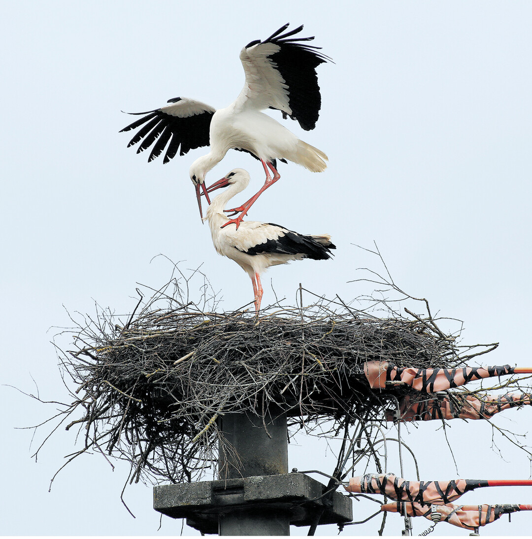 bild der woche Ein Storchenpaar hat am 7. April sein Nest an der Bahnlinie zwischen Unlingen und Daugendorf im Landkreis Biberach auf einem Strommasten gebaut. Zum Schutz der Störche hat der Energieversorger die Leitungen am Nest isoliert.