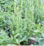 Gänsefuß tritt gerne auf Schlägen mit hohen Maisanteilen in der Fruchtfolge auf.