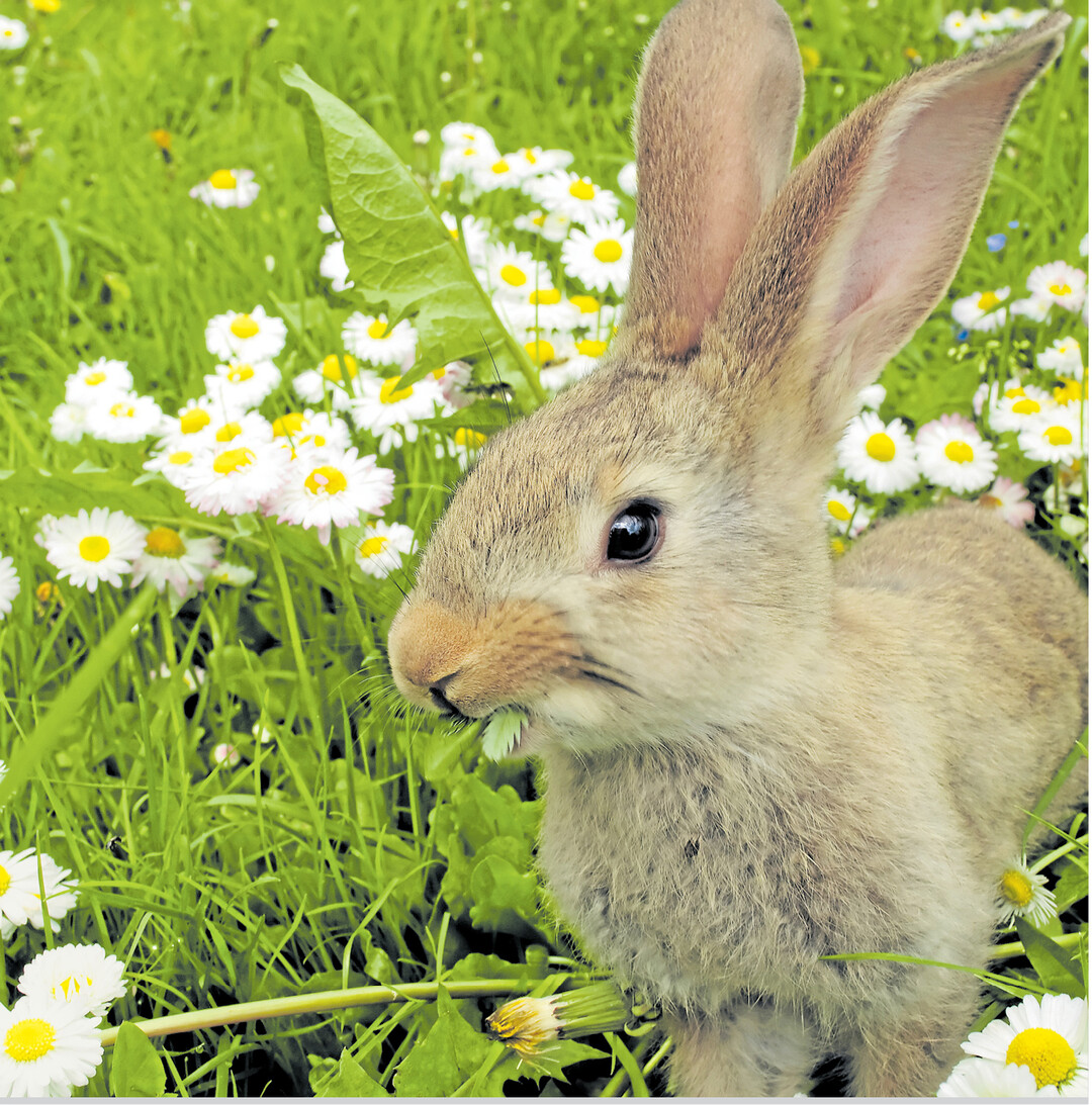 Der Osterhase ist da! Oder besser – wie hier – das Osterkaninchen. Man vermutet, dass sie aufgrund ihrer schnellen Fortpflanzungsrate für Fruchtbarkeit und Neuanfang an Ostern stehen. Zwei Dinge macht sie in Sachen Nachwuchs so erfolgreich: Zum einen bekommen Häsinnen während des Deckakts einen Eisprung, zum anderen haben sie eine zweite Gebärmutter. So können sie kurze Zeit doppelt trächtig sein.