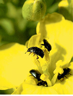 Rapsglanzkäfer tummeln sich auf einer geöffneten Rapsblüte.