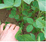 Unkraut-Kontrolle im Sojabestand.