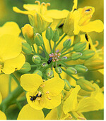 In höheren Lagen sollten Bestände in der Knospenbildung alle zwei Tage kontrolliert werden.