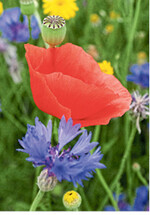 Viele Blütenpflanzen haben kleine Körner und eine geringe Konkurrenzkraft.