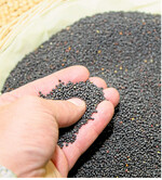 Die Bedingungen zur Vermarktung von Raps haben sich verbessert.