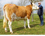 Die Fleckviehjungkühe führte eine Mupfel-Tochter von Walter Nagel aus Leingarten an.