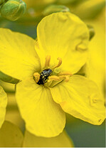 Nach dem Öffnen der ersten Blüten ist der Rapsglänzkäfer eher Nützling als Schädling.