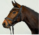 Rock-me-Amadeus wurde in gute Hände verkauft.