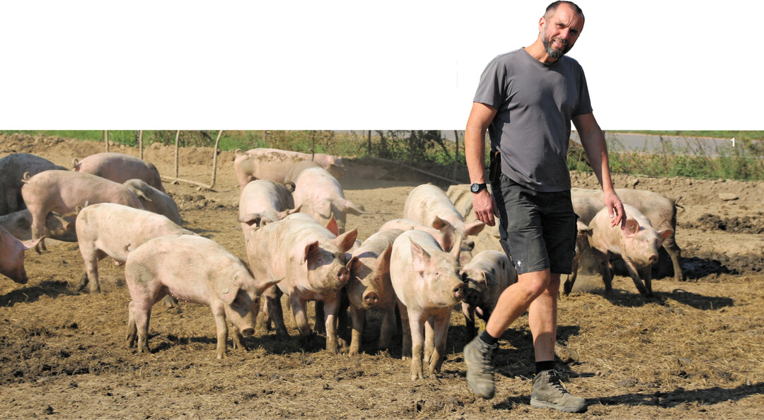 Wolf Ziebold hält Schweine unterschiedlichen Alters zusammen in einer Gruppe. Die Tiere wühlen direkt hinter dem Regiomaten.