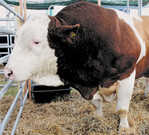 Seit April werden die Zuchtwerte für Fleckvieh und Brown Swiss neu erfasst.