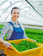 Das Fungizid ist gegen Gemüseerreger einsetzbar.