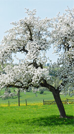 Alte Streuobstbestände bieten Steinkauz, Wiedehopf und Co. Heimat und Nahrung.