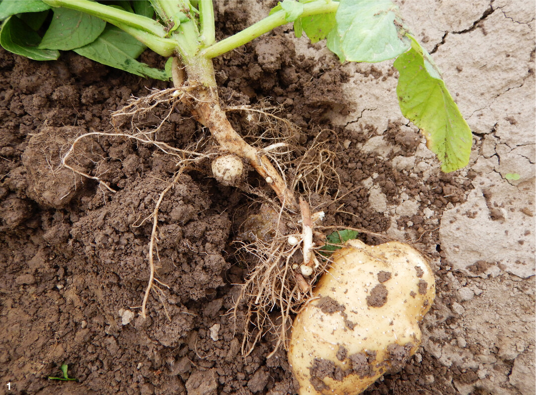 Kartoffelpflanze mit Rhizoctoniabefall am Stngel