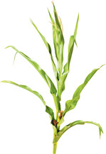 Bei der Unkrautbekämpfung gibt es keine Standardlösung: Mittelwahl und Aufwandmenge müssen auf das Unkrautspektrum und den Standort ausgerichtet sein.