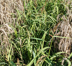 Hühnerhirse kann selbst in lückigem Wintergetreide noch keimfähige Samen bilden.