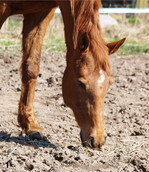 Auf solchen Flächen hat es das giftige Unkraut leicht und kann für Pferde zur Gefahr werden.