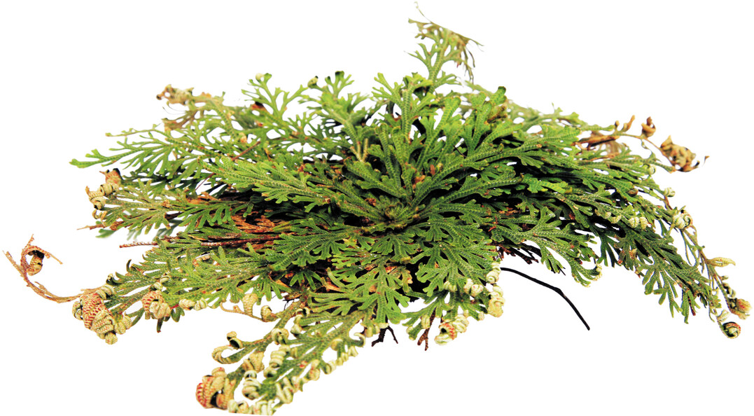 Die Rose von Jericho wird auch Auferstehungspflanze genannt. Wird die vllig trockene Dauerform ordentlich gewssert, wird sie wieder zu einer grnen Pflanze.