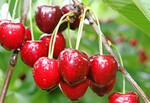 Die Aussichten auf eine ertragreiche Kirschensaison sowohl bei Süß- wie bei Sauerkirschen sind gut.