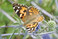 Der Admiral (Vanessa atalanta) gehrt zur Familie der Edelfalter.