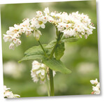 Buchweizen blüht zu einer Zeit, wo Insekten sonst wenig Nektarquellen finden.