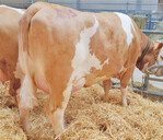 Kapitale Herzau-Tochter mit 32,8 kg Milch von der Stier Schönenberg GbR aus Untermünkheim-Schönenberg.