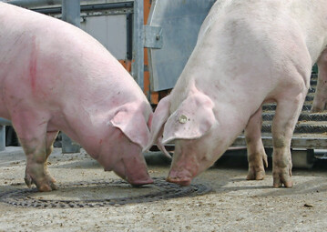 Die zunehmende Hitze ist nicht frderlich fr den Verkauf von Schweinefleisch. 