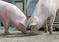 Die zunehmende Hitze ist nicht frderlich fr den Verkauf von Schweinefleisch. 