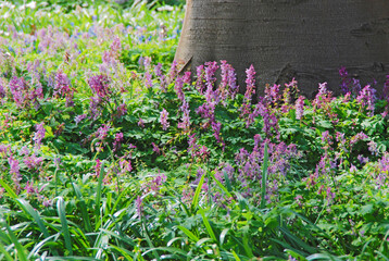 Der Gefingerte Lerchensporn (Corydalis solida) ist für halbschattige bis schattige Duftbeete ideal.