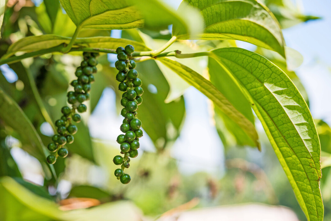Grne Beeren von schwarzem Pfeffer am Strauch.