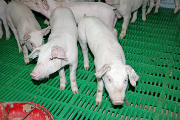 Organische Suren im Futter reduzieren den pH-Wert und die Pufferkapazitt der Ration. Dadurch kann die Keimentwicklung gemindert und die Futterqualitt gesichert werden.