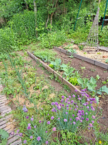 Hacken und Mulchen verringert im Gemüsebeet die Verdunstung der Bodenfeuchte sowie Bodenerosion bei Starkregen.